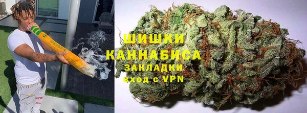 индика Ельня